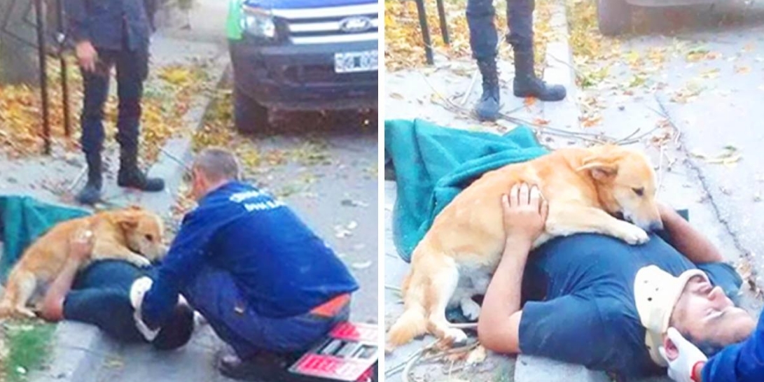 Loyalitätsbeweis: Hund weigert sich von der Seite seines Herrchens zu weichen, nachdem er sich verletzt hat